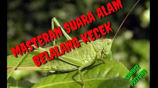 Download Masteran SUARA ALAM BELALANG KECEK(Walang kerik) MP3
