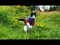 Shelter Cat Got Adopted Then Started Hopping Like A Bunny