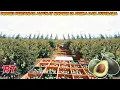 Download Lagu PERTANIAN MODERN ALPUKAT AFRIKA DAN AUSTRALIA | TEKNOLOGI PERTANIAN MODERN