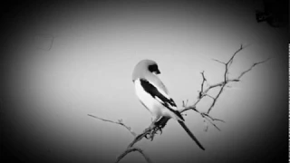 انا لي وليف غاب عني 