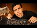 Download Lagu واش بصح الحشرات بنينة ؟ جربتها و تصدمت