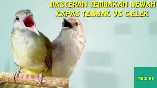 Download Masteran Tembakan Mewah Kapas Tembak Vs Ciblek Roll Tembak @megir2944 MP3