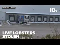 Nearly 400 000 worth of live lobsters stolen from shipping facility