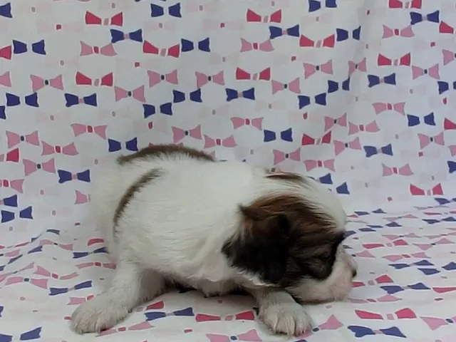 動画