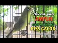 Download Lagu CIAK CIAK GACOR KECIAL KUNING JOSS KASAP || AMPUH ATASI KECIAL BISU KEMBALI JOSS GACOR