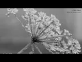 EVELYNKA - WHY'S YOUR LOVE