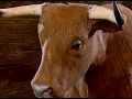 Frightened Ox - Waukeens Rest