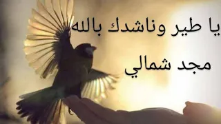 يا طير وناشدك بالله Majd Shamli مجد شمالي اغاني شعبية نشلة 
