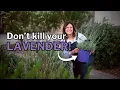 LAVENDER GROWING GUIDE Best Types Care Tips for HOT Climates