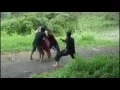 Download Lagu Tombo Galau - Paling LUCU Sedunia.