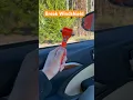 How to Break Car Window with Safety Hammer