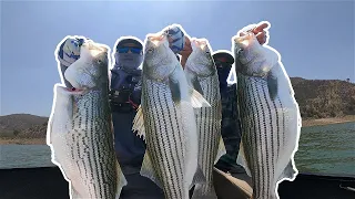 MY BEST STRIPER Day This YEAR!!! GIANT Striped Bass Fishing (Castaic Lake)