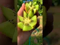 Download Lagu Buah kiwi asli wonogiri indonesia #kiwiwonogiri #kiwi