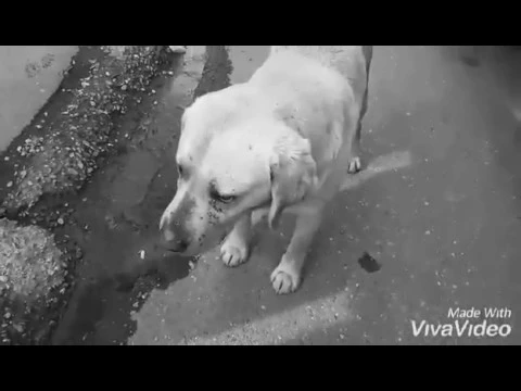 მიუსაფარი ძაღლები