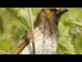 Download Lagu SUARA PIKAT BURUNG CUCAK WILIS EPS 25