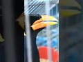 Download Lagu BURUNG BEO YANG CERDAS PINTAR NYANYI DAN BICARA \