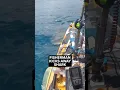 Download Lagu Video shows shark attack kayak off Hawaii shore