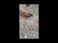 bim bip nho bat ran cap nia #kingcobra #nature #cobra #birds