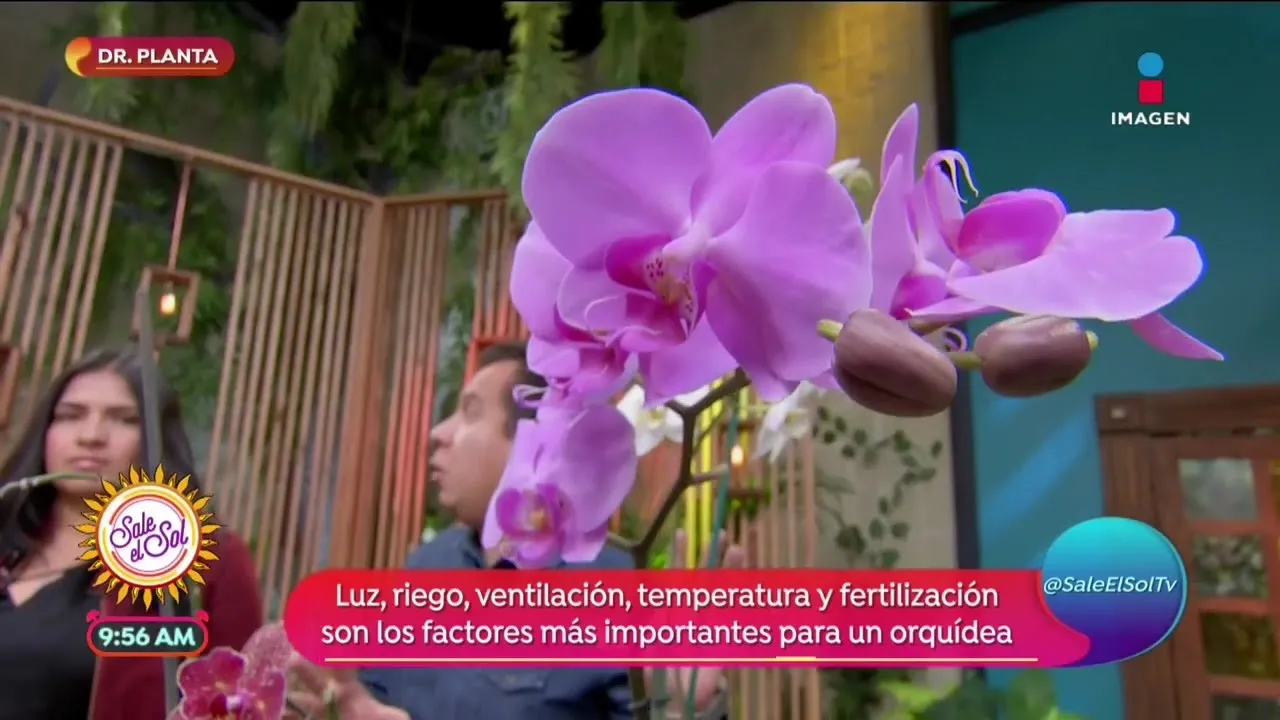 DR PLANTA: TODO SOBRE LAS ORQUÍDEAS SALE EL SOL