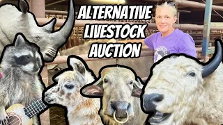 Unleashing the Wild Unusual Farm Animals in Bizarre Auction