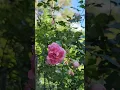 Beautiful pink Climing Roses #gardening #flower #nature #peaceful #relaxing