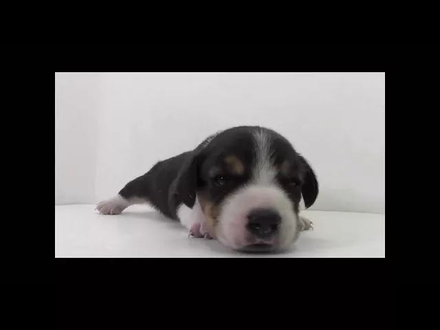動画