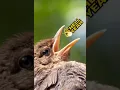 Download Lagu Birds but it is 2012 MLG montage part 3 #braintot #dnb #nature #naturephotography #natgeo