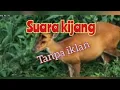 Download Lagu Suara Kijang Di jamin Datang