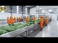 Lagu 50,000 Plates Per Day – The INSANE Speed of Modern Banana Leaf Factory