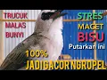 Download Lagu Trucuk MALAS BUNYI, STRES, Macet, BISU   Putarkan ini di jamin 100% JADI GACOR ngropel mendengarnya