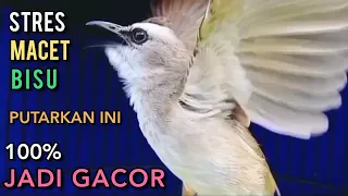 trucuk malas bunyi stres macet bisu putarkan ini di jamin 100 jadi gacor ngropel mendengarnya