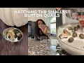 Hatching the Smallest Button Quails How to Hatch and Raise Button Quails