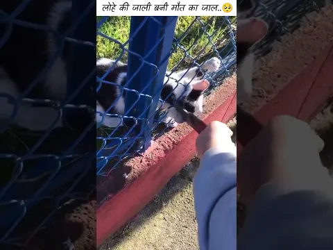 लोहे की जाली बनी मौत का जाल..🥺
