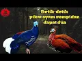 Download Lagu CARA TANGKAP SEMPIDAN BIRU