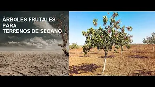 Download Àrboles Frutales para Terrenos de Secano MP3