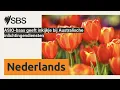 Download Lagu ASIO-baas geeft inkijkje bij Australische inlichtingendiensten | SBS Dutch - SBS Nederlands