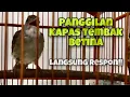 Download Lagu Suara Siulan Kapas Tembak Jantan Bikin Katem Bahan Betina Langsung Respon Bunyi Gacor | Kicau Tembak