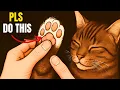 Lagu 18 Things Cats Secretly Love and Want From You…But Only 2% of Owners Actually Do This!