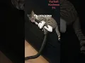 Download Lagu Funny Animals Videos 🤣 | Ep. 233 #shorts #viral #funny