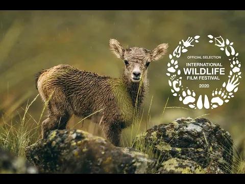 Wild & Wool Trailer
