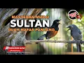 Download Lagu 🔴 Masteran Andalan Murai Sultan Tembakan Panjang Kunti Beset Jenggot Greja Tarung