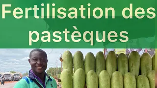 Watermelon cultivation: watermelon fertilization