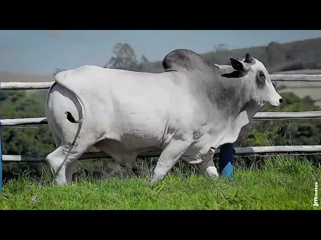 Touro Nelore SGN - 2587