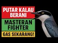 Download Lagu Masteran Burung Jingjing Pelatuk Ganas Cuman yang Berani Putar Suara Ini! #jingjingpelatuk #pelatuk