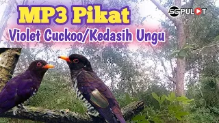 suara pikat burung vir4l violet cungko kedasih ungu
