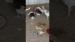 وز تربية الوز والبط دندنها