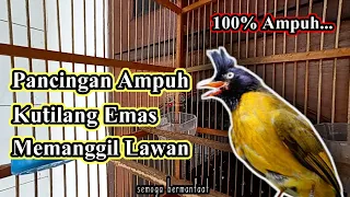 suara pikat ampuh kutilang emas mencari lawan terbukti ampuh 