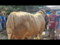 Download Lagu 23 JUTA‼️PEGON JUMBO DI PASAR SAPI TUBAN