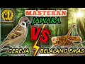Download Lagu GEREJA TARUNG VS BELALANG EMAS