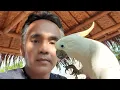 Download Lagu A~Z CARA TERNAK BURUNG KAKATUA